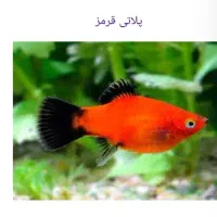 ماهی گوپی پلاتی‌ مولی زبرا کالر شیریمپ کف خوار
