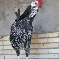 تخم  مرغ نطفه دارگلین