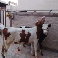 فروش دوتا گوساله ماده سیمینتال