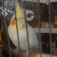 عروس هلندی نر و ماده