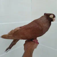 کبوتر اهلی بزرگ