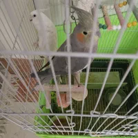 دو عدد عروس هلندی همراه با قفس