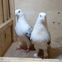 کبوتر پرشی ۵ تا