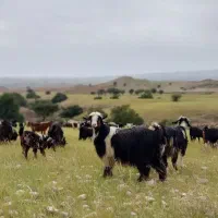 کره و روغن گوسفندی یا بز