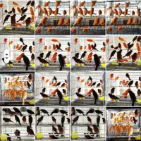 قناری رنگی|پرنده|سیرجان, |دیوار