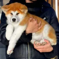 سگ اکیتا ژاپنی