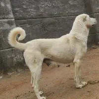 ماده عراقی