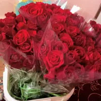 گل رز|گل و گیاه طبیعی|خمین, |دیوار