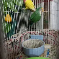 طوطی برزیلی جفت