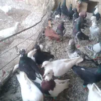 کفتر