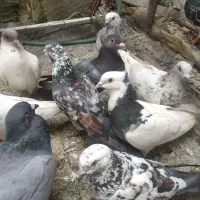 چندتا رنگی و دورگ ناجلد