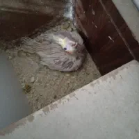 عروس طوطی سرلاکی