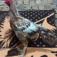 خروس لاری