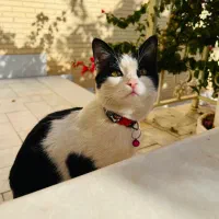 واگذاری رایگان گربه