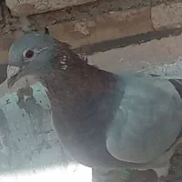 نر ماده کلو کاغذی