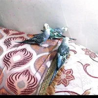 جوجه مرغ عشق زیبا