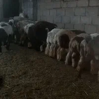 فروش 25راس بره ماده داشتی با یه کاوه قوچ چینی اصل