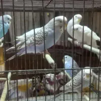 مرغ عشق نر وماده مولد سرحال