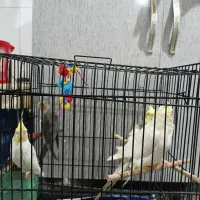 ده عدد عروسی هلندی
