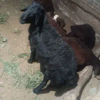 قوچ غزل افشار
