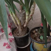 گل یوکا تنه دار4 شاخه
