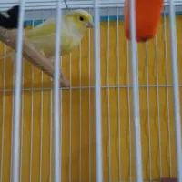 دوعد قناری نر فروشی