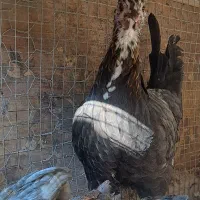 مرغ مادر با جوجه