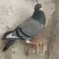 کفتر