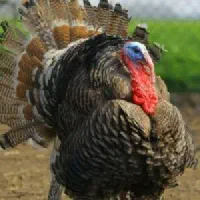 جوجه بوقلمون ۳ روزه واکسن خورده