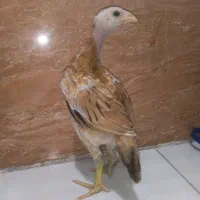 جوجه