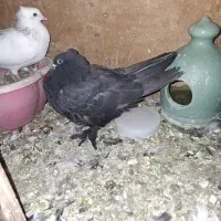 کفتر کبوتر پا پر کاکلی