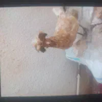 ۱۰۰۰۰۰۰|حیوانات مزرعه|ازنا, |دیوار