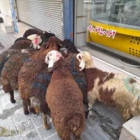 گوسفند و دام قربانی زنده جهت ذبح در مراسمات