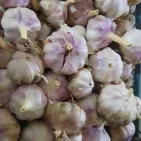 سیر
