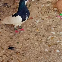 یال سیاه  جلو بسته دست اولی
