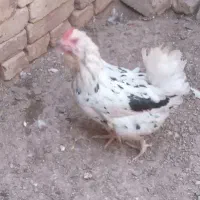 مرغ وخروس گلی