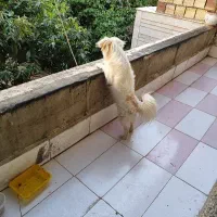 واگذاری سگ اشپیتز