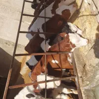 گاو پرواری گوساله صنعتی