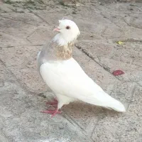 طوقی