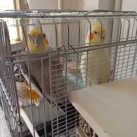 یک جفت عروس هلندی مولد