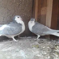 یک جفت نرو ماده پلاس