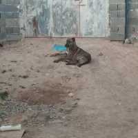 توله‌سگ‌