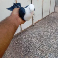 سرمخملی سیاه ماده