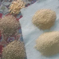 دان مرغ و خروس