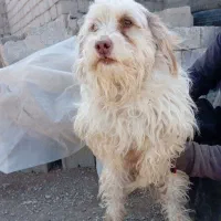 پاپی|سگ|نجف‌آباد, رحمت آباد|دیوار