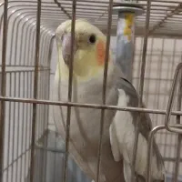 عروس هلندی گمشده