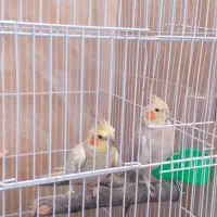 عروس هلندی