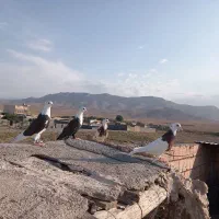 طوقی جوانه و کربلایی جوانه