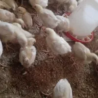 جوجه گوشتی