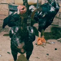 مرغ لاری درجه یک